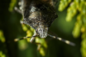 Insecte dans mon jardin lors du confinement (Coronavirus - Covid-19) 2020. Punaise nébuleuse ( Rhaphigaster nebulosa ). Objectif Canon MP-E 65mm au rapport 2:1. 24 mai 2020 © Willy BLANCHARD