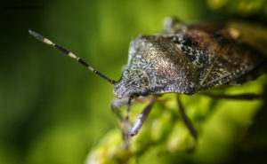 Insecte dans mon jardin lors du confinement (Coronavirus - Covid-19) 2020. Punaise nébuleuse ( Rhaphigaster nebulosa ). Objectif Canon MP-E 65mm au rapport 2:1. 24 mai 2020 © Willy BLANCHARD