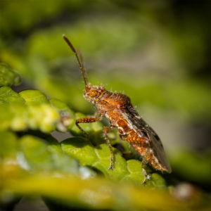 Insecte dans mon jardin lors du confinement (Coronavirus - Covid-19) 2020. Rhopalus subrufus est une espèce d'insectes hémiptères du sous-ordre des hétéroptères (punaises). 8 avril 2020 © Willy BLANCHARD