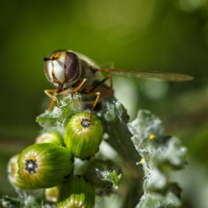 L'aventure dans le jardin. Syrphe des corolles (Eupeodes corollae). 5 avril 2020 © Willy BLANCHARD