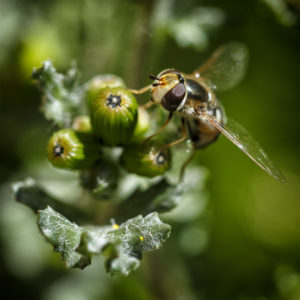 Pendant ce temps, mon jardin en confinement. Fichu Coronavirus. Syrphe des corolles (Eupeodes corollae). 5 avril 2020 © Willy BLANCHARD