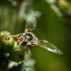 Pendant ce temps, mon jardin en confinement. Fichu Coronavirus. Syrphe des corolles (Eupeodes corollae). 5 avril 2020 © Willy BLANCHARD