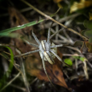 Suisse, Vaud, Lucens. L'aventure dans le jardin lors du confinement 2020. Vraisemblablement une araignée-loup, (Lycosidae), Pardosa lugubris. 6 juin 2020 © Willy BLANCHARD