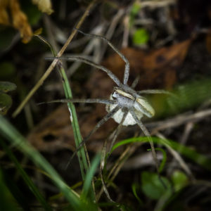 Suisse, Vaud, Lucens. L'aventure dans le jardin lors du confinement 2020. Vraisemblablement une araignée-loup, (Lycosidae), Pardosa lugubris. 6 juin 2020 © Willy BLANCHARD