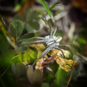 Suisse, Vaud, Lucens. L'aventure dans le jardin lors du confinement 2020. Vraisemblablement une araignée-loup, (Lycosidae), Pardosa lugubris. 6 juin 2020 © Willy BLANCHARD