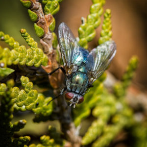 L'aventure dans le jardin, lors du confinement, covid-19, SARS-CoV-2, coronavirus. Mouche bleue, calliphora vomitoria, sur un thuya. 1 avril 2020 © Willy BLANCHARD