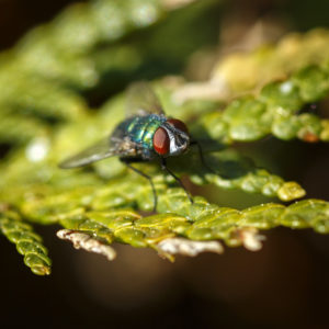 L'aventure dans le jardin, lors du confinement, covid-19, SARS-CoV-2, coronavirus. Mouche bleue, calliphora vomitoria, sur un thuya. 22 avril 2020 © Willy BLANCHARD