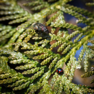 Pendant ce temps, mon jardin en confinement. Fichu Coronavirus. Mouche et coccinelle, les deux non identifiées. 1 avril 2020 © Willy BLANCHARD