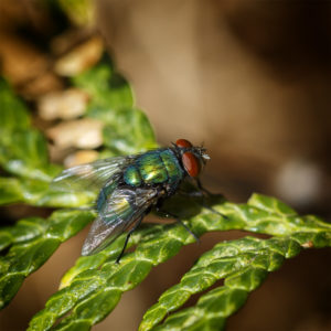 L'aventure dans le jardin, lors du confinement, covid-19, SARS-CoV-2, coronavirus. Mouche bleue, calliphora vomitoria, sur un thuya. 8 mai 2020 © Willy BLANCHARD