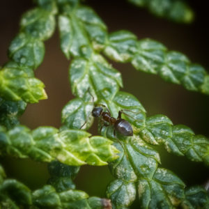 Insectes dans mon jardin lors du confinement (Coronavirus - Covid-19 - SARS-CoV-2) 2020. Fourmi (formicidae) sur un thuya. 10 mai 2020 © Willy BLANCHARD