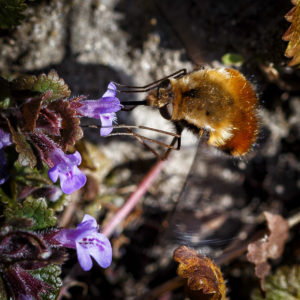 Pendant ce temps, mon jardin en confinement. Fichu Coronavirus. Le grand bombyle (Bombylius major). 1 avril 2020  Willy BLANCHARD