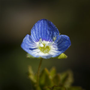 Véronique commune, ou Véronique de Perse. (Veronica persica Poir.) 1 avril 2020 © Willy BLANCHARD