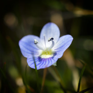 Véronique commune, ou Véronique de Perse. (Veronica persica Poir.) 1 avril 2020 © Willy BLANCHARD