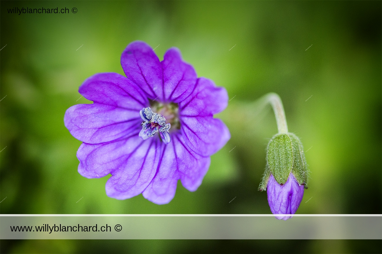 Fleurs et insectes dans mon jardin lors du confinement (Coronavirus - Covid-19 - SARS-CoV-2) 2020. 1 mai 2020 © Willy BLANCHARD