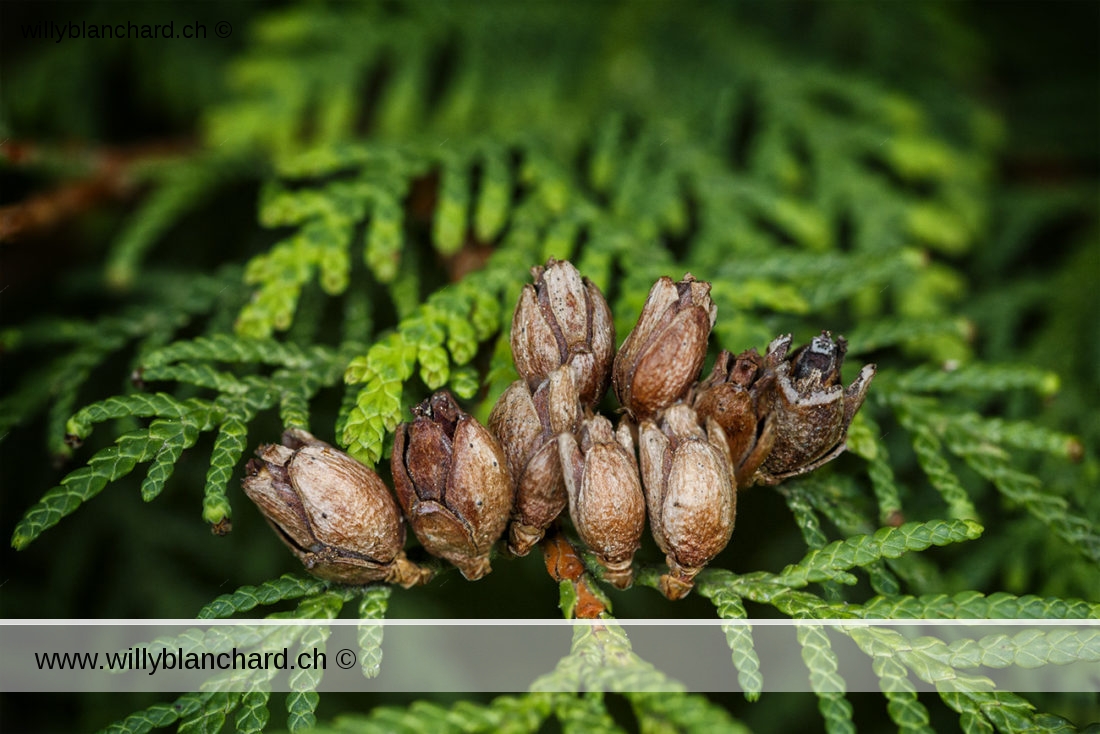 Plante dans mon jardin lors du confinement (Coronavirus - Covid-19) 2020 - SARS-CoV-2). Fruit du Thuya occidental (Thuja occidentalis L.), ou Cèdre blanc. 1 mai 2020 © Willy BLANCHARD