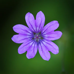 Fleurs dans mon jardin lors du confinement 2020. Géranium à feuilles molles ou le Géranium mou. Geranium molle L. 8 mai 2020 © Willy BLANCHARD