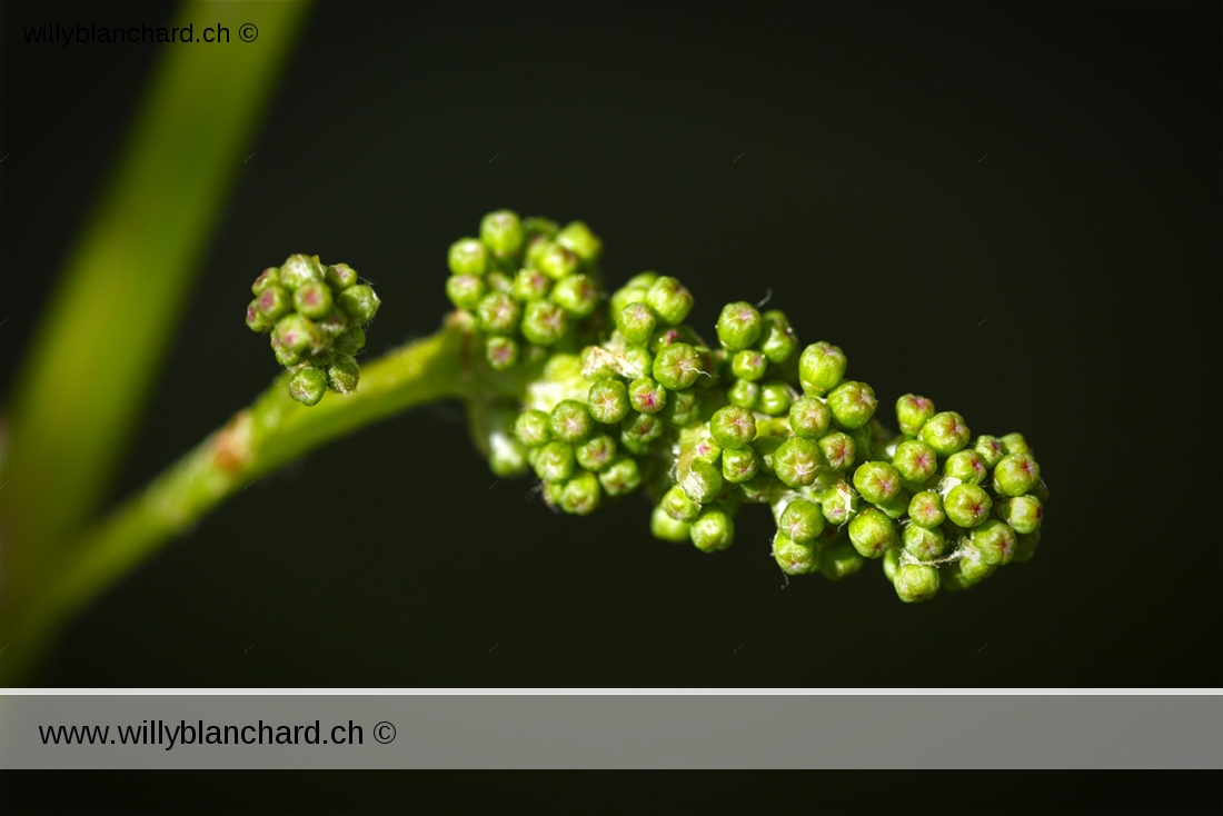 Vigne dans mon jardin lors du confinement (Coronavirus - Covid-19). Naissance d'une grappe de raisin rouge. 8 mai 2020 © Willy BLANCHARD