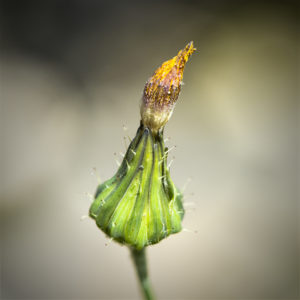 Fleurs dans mon jardin lors du confinement (Coronavirus - Covid-19 - SARS-CoV-2). 10 mai 2020 © Willy BLANCHARD