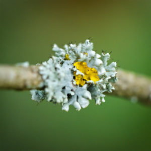 Lichen dans mon jardin lors du confinement (Coronavirus - Covid-19 - SARS-CoV-2). 14 mai 2020 © Willy BLANCHARD