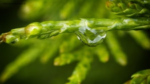 Plante dans mon jardin lors du confinement. Goutte d'eau sur un Thuya occidental (Thuja occidentalis L.), ou Cèdre blanc. 14 mai 2020. © Willy BLANCHARD