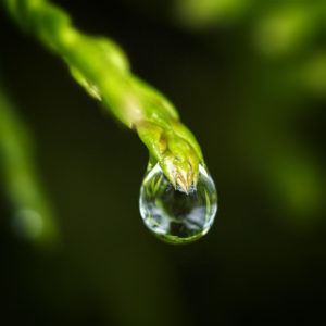 Plante dans mon jardin lors du confinement. Goutte d'eau sur un Thuya occidental (Thuja occidentalis L.), ou Cèdre blanc. 14 mai 2020. © Willy BLANCHARD