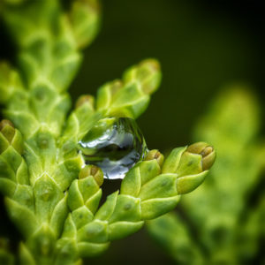 Plante dans mon jardin lors du confinement. Goutte d'eau sur un Thuya occidental (Thuja occidentalis L.), ou Cèdre blanc. 14 mai 2020. © Willy BLANCHARD