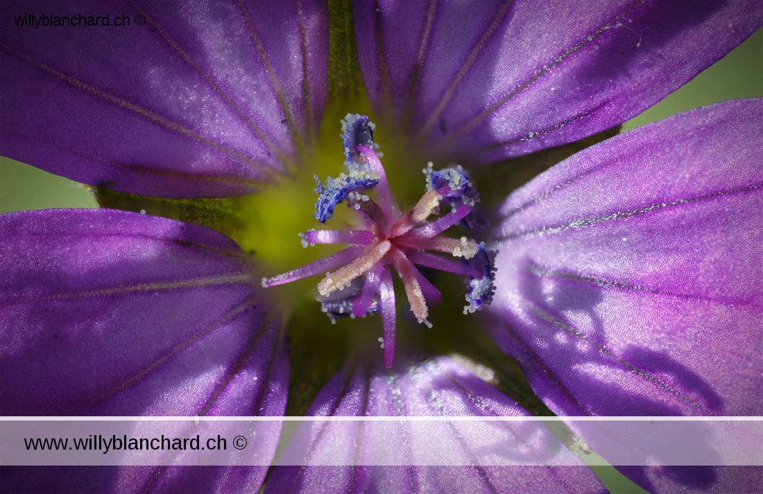 L'aventure dans mon jardin. Géranium à feuilles molles ou le Géranium mou. (Geranium molle L.) Objectif Canon MP-E 65mm, au rapport d'agrandissement 3:1. Empilement de plusieurs images. 17 mai 2020 © Willy BLANCHARD