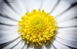 Fleurs dans mon jardin lors du confinement (Coronavirus - Covid-19 - SARS-CoV-2). Pâquerette,( Bellis perennis L. ) 2020. Macrophotographie avec un objectif Canon MP-65mm au rapport 3:1. 17 mai 2020 © Willy BLANCHARD