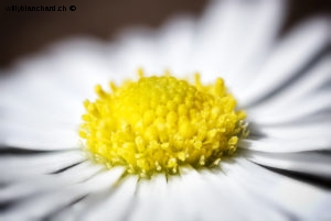 Fleurs dans mon jardin lors du confinement (Coronavirus - Covid-19 - SARS-CoV-2). Pâquerette,( Bellis perennis L. )  2020. Macrophotographie avec un objectif Canon MP-65mm au rapport 3:1. 17 mai 2020 © Willy BLANCHARD