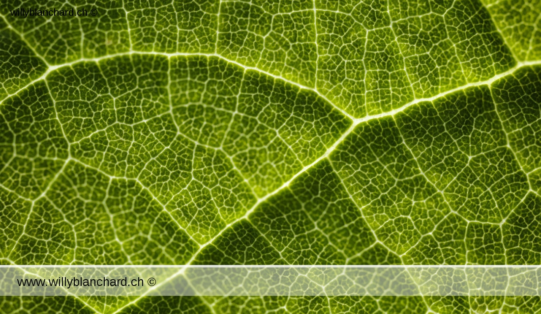 Feuille de vigne. Empilement de plusieurs images. Macrophotographie avec l'objectif Canon MP-E 65mm, au rapport 2:1. 24 mai 2020 © Willy BLANCHARD