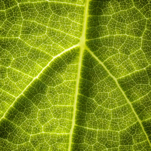 Feuille de vigne. Empilement de plusieurs images. Macrophotographie avec l'objectif Canon MP-E 65mm, au rapport 2:1. 24 mai 2020 © Willy BLANCHARD