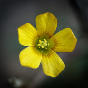 Fleurs dans mon jardin lors du confinement. Oxalide corniculée ou Oxalis cornu ( Oxalis corniculata L. ) Objectif Canon MP-E 65mm. 30 mai 2020 © Willy BLANCHARD