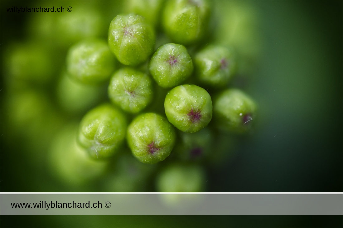 Vigne dans mon jardin lors du confinement (Coronavirus - Covid-19 - SARS-CoV-2) 2020. Naissance d'une grappe de raisin. Objectif Canon MP-E 65mm. Assemblage de plusieurs images. 30 mai 2020 © Willy BLANCHARD