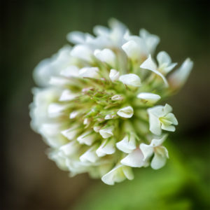 Suisse, Vaud, Lucens. Fleurs de mon jardin lors du confinement 2020. Trèfle blanc,  trèfle-rampant, Trifolium repens L. Objectif Canon MP-E 65mm. 30 mai 2020 © Willy BLANCHARD