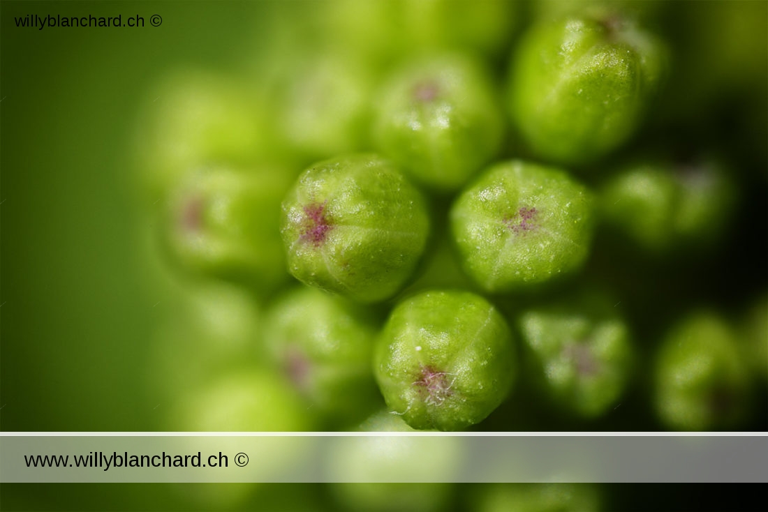 Vigne dans mon jardin lors du confinement (Coronavirus - Covid-19 - SARS-CoV-2) 2020. Naissance d'une grappe de raisin. Objectif Canon MP-E 65mm. Assemblage de plusieurs images. 30 mai 2020 © Willy BLANCHARD