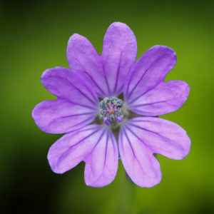 Fleurs dans mon jardin lors du confinement 2020. Géranium à feuilles molles ou le Géranium mou. Geranium molle L. 5 juin 2020 © Willy BLANCHARD