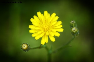 Suisse, Vaud, Lucens. Fleurs de mon jardin lors du confinement 2020. Lampsane commune, Lapsana communis L. 5 juin 2020 © Willy BLANCHARD