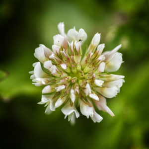 Suisse, Vaud, Lucens. Fleurs de mon jardin lors du confinement 2020. Trèfle blanc, trèfle-rampant, Trifolium repens L. 5 juin 2020 © Willy BLANCHARD