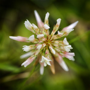 Suisse, Vaud, Lucens. Fleurs de mon jardin lors du confinement 2020. Trèfle blanc, trèfle-rampant, Trifolium repens L. 5 juin 2020 © Willy BLANCHARD