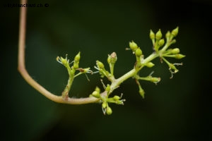 Naissance d'une grappe de raisin blanc. 5 juin 2020 © Willy BLANCHARD