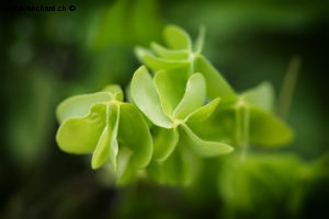 Suisse, Vaud, Lucens. Plante de mon jardin. L'aventure dans mon jardin, plante lors du confinement. 6 juin 2020 © Willy BLANCHARD