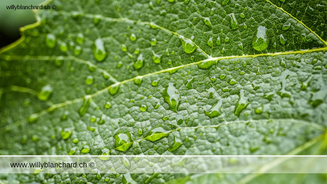 Suisse, Vaud, Lucens. L'aventure dans mon jardin, lors du confinement 2020. Feuille de vigne sous la pluie, gouttes d'eau. 13 juin 2020 © Willy BLANCHARD