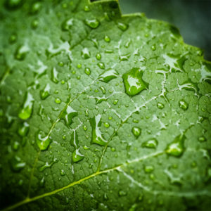 Suisse, Vaud, Lucens. Plante de mon jardin lors du confinement 2020. Feuille de vigne sous la pluie. 13 juin 2020 © Willy BLANCHARD