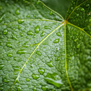 Suisse, Vaud, Lucens. Plante de mon jardin lors du confinement 2020. Feuille de vigne sous la pluie. 13 juin 2020 © Willy BLANCHARD