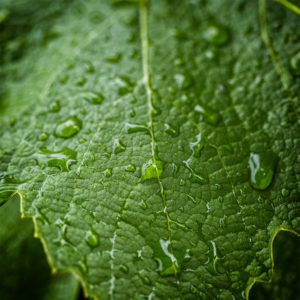 Suisse, Vaud, Lucens. Plante de mon jardin lors du confinement 2020. Feuille de vigne sous la pluie. 13 juin 2020 © Willy BLANCHARD