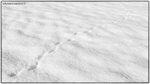 Traces d'un animal sur la neige au Mont-sur-Lausanne. 12 décembre 2021 © Willy BLANCHARD
