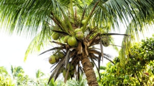 Sonog et ses environs. Noix de coco, cocotier. 14 mars 2022 © Willy BLANCHARD