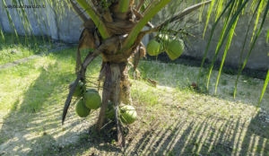 Philippines, Cebu, San Francisco, Santa Cruz. Noix de coco dans le jardin. 12 octobre 2022 © Willy BLANCHARD