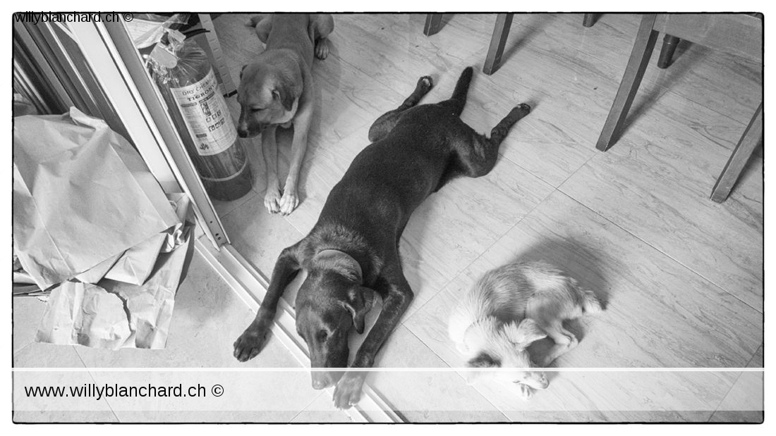 Trois chiens qui font la sieste. 30 novembre 2022 © Willy BLANCHARD