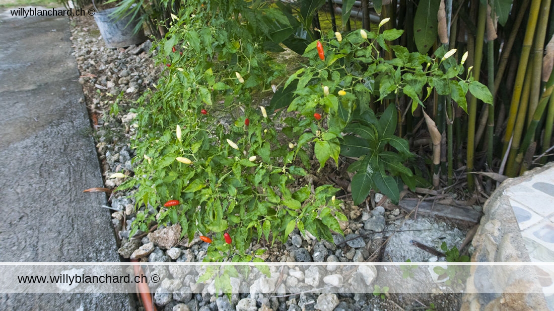 Premiers piments rouges du jardin. Santa Cruz. 9 mars 2023 © Willy BLANCHARD